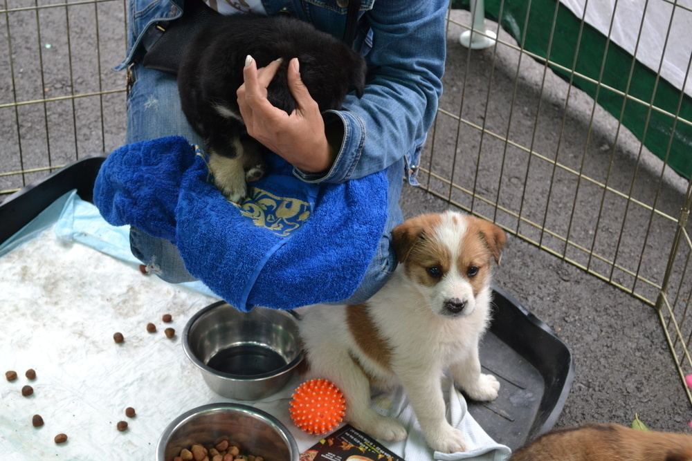 Волонтерам удалось собрать немного денег для бездомных собак на акции в Волгодонске