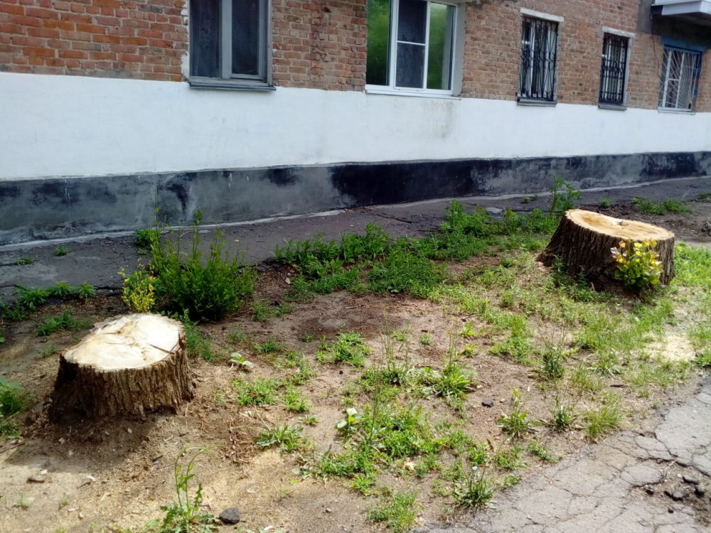 6 миллионов рублей необходимо округу Потогина на омоложение старых деревьев