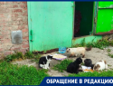 «Настоящий концлагерь!»: инфекции, проплешины, кровавые лишаи – волгодонцы в ужасе от содержания кошек в одном из гаражей