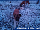 Чипированных собак массово переселяют на спецпричал: волгодонцы бьют тревогу