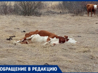 Кладбище коров и скотобойня появились на окраине Волгодонска рядом с садоводством «Мирный атом» 