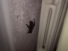 В Волгодонске летучие мыши атаковали МКД и загнали кошек под ванну