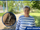 «Мамочки и дети визжали, запрыгивали на лавки»: на детскую площадку в Волгодонске стали проникать крысы