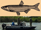 Под Волгодонском могут разрешить вылов вкусной «царской рыбы» 
