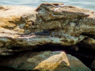 Гадюки могут подпортить фотосессии на берегу Цимлянского водохранилища