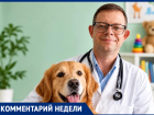  «Лохматый доктор» или скрытые угрозы: врач-педиатр Владимир Колдомасов о влиянии собак на здоровье ребёнка