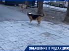 «Свора собак уже нападала на моего ребенка»: волгодончанка рассказала историю про безнадзорных животных на Дзержинского