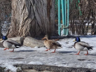 Две пары диких уток остались на зимовку в микрорайоне В-8