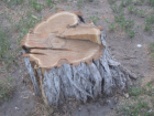 Уголовное дело возбудили в отношении 60-летнего мужчины за незаконную вырубку деревьев