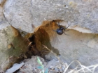 В популярном сквере в центре Волгодонска ученый-энтомолог обнаружил огромного каракурта