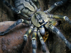 В эколого-историческом музее Волгодонска временно поселились пауки-гиганты