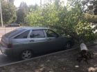 Вырванное с корнем дерево упало на припаркованный на проспекте Строителей ВАЗ-2112