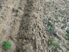 Почти 70 гектаров молодых сосенок высадят в Цимлянском районе