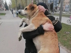 Их десятки: названо количество отловленных и выпущенных на волю бродячих собак в Волгодонске 