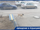 «Собака ведет себя неадекватно»: во дворе на Курчатова появился бездомный пес