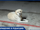 «Кто потерял лабрадора?: жители Волгодонска ищут хозяина породистого пса