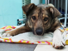 После массовой травли бездомных животных волгодонцы чудом спасли собаку