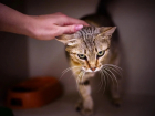 Чек-лист для котохозяина: 10 скрытых признаков того, что вашему питомцу срочно нужно к врачу