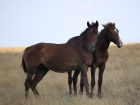 Как у Шаляпина: юный жеребец стал любовником зрелой кобылы в заповеднике в Ростовской области