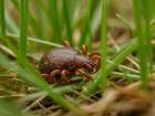 Паразиты вышли на охоту: за неделю клещи напали на пять волгодонцев