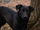 Напавшую на мужчину собаку отловили в Волгодонске: через месяц ее вернут на прежнее место обитания