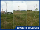 Волгодонцы сравнили парк «Молодежный» с полигоном для тренировок по посадке деревьев
