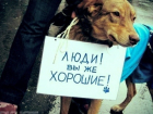Зоозащитники Волгодонска снова забили тревогу: в городе появилась шайка подростков издевающихся над животными
