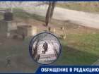 Доброта или безответственность: жительница Волгодонска кормит и разводит бродячих собак