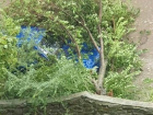 Дерево упало на автомобиль во время шторма в Волгодонске 