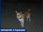 «Нападает на женщин в старом городе из темноты сзади»: о хитром кобеле, отплатившем черном неблагодарностью людям, предупредили волгодончанок 
