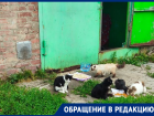 «Настоящий концлагерь!»: инфекции, проплешины, кровавые лишаи – волгодонцы в ужасе от содержания кошек в одном из гаражей