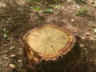 «Достаточных данных нет»: областные инспекторы не стали возбуждать дело о вырубке деревьев в «Дубравушке»