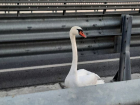 Застрявшего на середине моста лебедя выручили из беды спасатели в Волгодонске