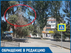 Сухая ветка повисла над пешеходной дорожкой по улице Ленина
