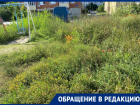 Травой с человеческий рост обросла детская площадка в центре Волгодонска
