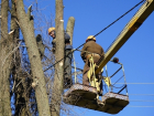 С болезнями деревьев в Волгодонске борются с помощью бензопилы