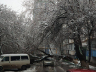 Деревья продолжают падать на провода и автомобили в Волгодонске 