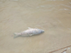 Мор рыбы зафиксировали волгодонцы на Сухо-Соленовском заливе
