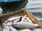 Браконьеры выловили более 300 штук рыбы из акваторий Цимлянского водохранилища и Сухо-Соленовского залива