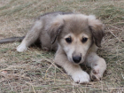 Полиция проведет проверку по факту зверского убийства щенка в Волгодонске 