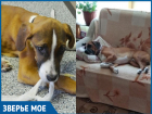 За три года из брошенного и истощенного щенка добрые волгодонцы вырастили упитанного пса