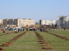 В Волгодонске хотят посадить две тысячи саженцев за один день