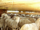 В Ремонтненском районе поймали контрабандных овечек