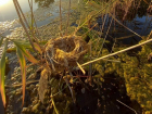 Вдоль реки Сухой установили искусственные гнезда для птиц
