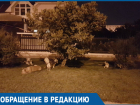 Свора из пяти крупных собак пугает жителей улицы Солнечная