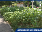 «Город джунглей»: Волгодонск продолжает зарастать травой