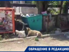 Мертвая собака и горы мусора: на Морской разрастается мусорная свалка