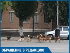 Своры бездомных собак - одна из главных проблем города, - волгодонцы