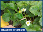 Ботаническое чудо: в Волгодонске зацвела клубника, читатели делятся редким явлением