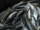 Вылов вкусной «царской рыбы» из Цимлы могут разрешить через 2 года